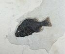 Excellent Priscacara Fish Fossil #5970-1
